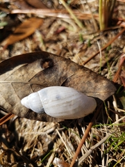 Euglandina rosea