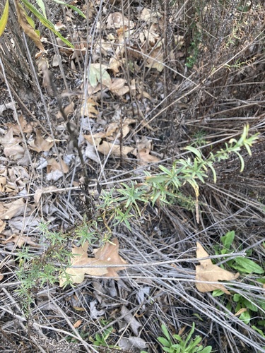 iNaturalist observation photo of wormwoods and sagebrushes