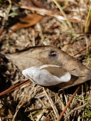 Euglandina rosea