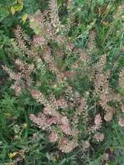 Lepidium bipinnatifidum