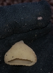 Peziza