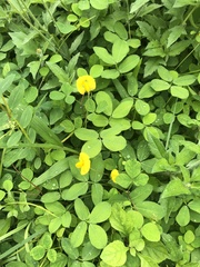 Arachis