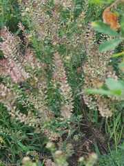 Lepidium bipinnatifidum