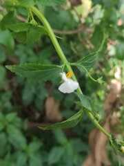 Alonsoa meridionalis