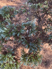 Juniperus communis