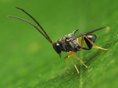 Eucharitidae