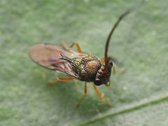 Eucharitidae