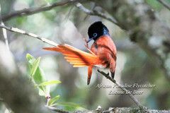 Terpsiphone viridis granti