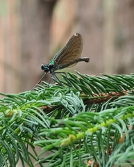 Calopteryx