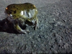 Dermatonotus muelleri