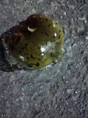 Dermatonotus muelleri