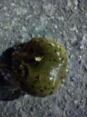 Dermatonotus muelleri