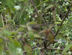 Prinia socialis