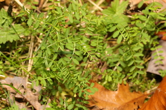 Vicia hirsuta