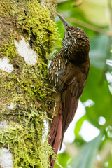 Lepidocolaptes lacrymiger