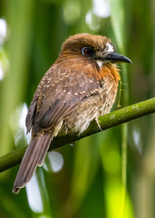 Malacoptila mystacalis