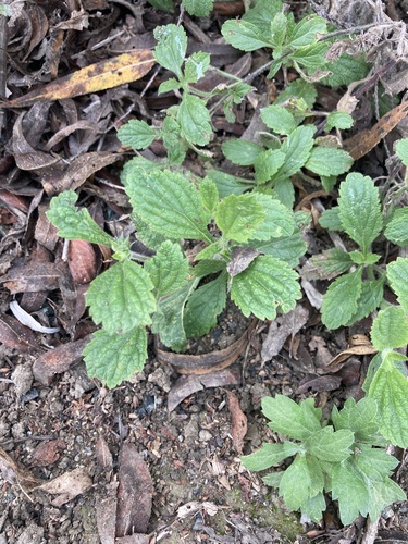 iNaturalist observation photo of western vervain
