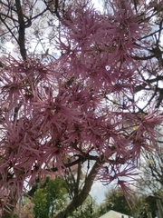 Handroanthus heptaphyllus