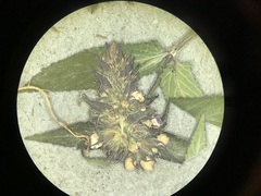 Stachys palustris