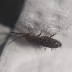 Orchesella