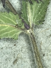 Stachys palustris