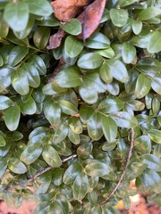 Buxus sempervirens