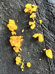 Dacrymyces capitatus