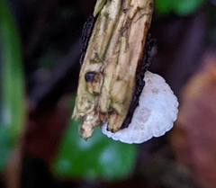 Panellus mitis