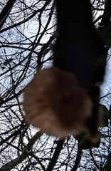Panellus mitis