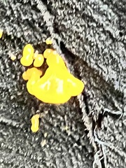 Dacrymyces capitatus