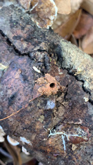 Reticulitermes flavipes