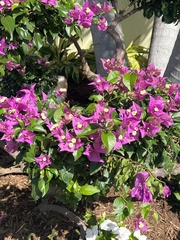 Bougainvillea