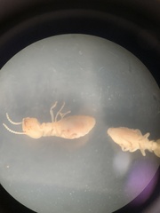 Reticulitermes flavipes