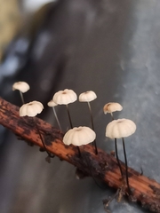 Marasmius