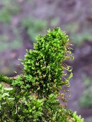 Rhynchostegium confertum