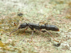 Platythyrea parallela