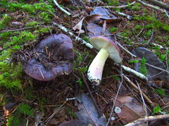 Russula xerampelina