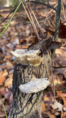 Trametes betulina
