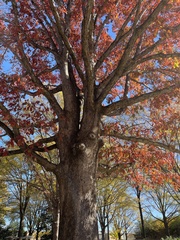 Quercus alba