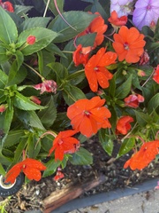Impatiens