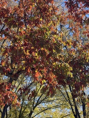 Quercus alba