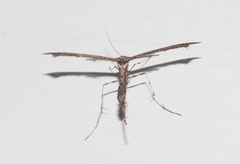Anstenoptilia marmarodactyla