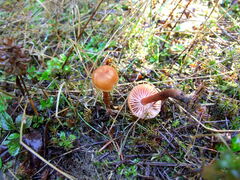 Laccaria bicolor