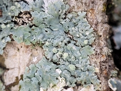 Physcia americana