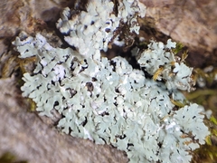 Physcia americana