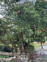 Calophyllum inophyllum