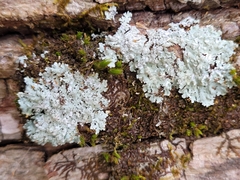 Physcia americana
