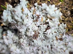 Physcia americana