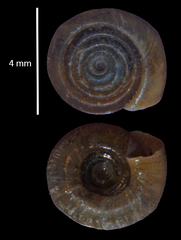 Bathyomphalus contortus