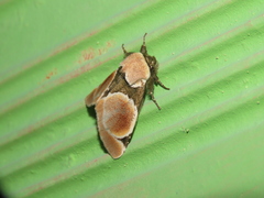 Bellonina guasca